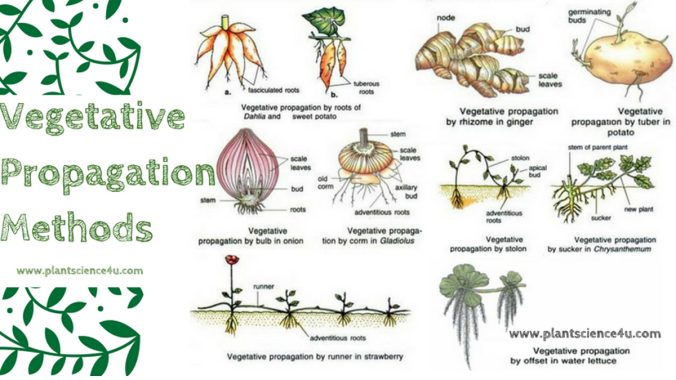 Perkembangbiakan Vegetatif pada tumbuhan